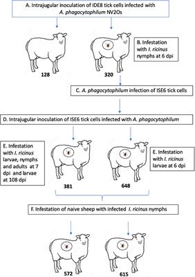 Experimental Ixodes ricinus-Sheep Cycle of Anaplasma phagocytophilum NV2Os Propagated in Tick Cell Cultures